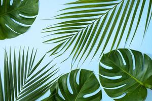 Beautiful tropical palm monstera leaves branch isolated on bright blue background, top view, flat lay, overhead above summer beauty blank design concept. photo