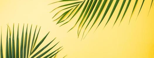 Beautiful tropical palm monstera leaves branch isolated on bright yellow background, top view, flat lay, overhead above summer beauty blank design concept. photo