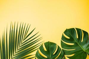 fondo de hojas tropicales, hojas de palma, hojas de monstera aisladas sobre fondo amarillo brillante, vista superior, plano, concepto de diseño de verano superior. foto