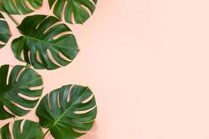 Beautiful tropical palm monstera leaves branch isolated on bright pink background, top view, flat lay, overhead above summer beauty blank design concept. photo