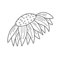 Flower head in hand drawn doodle style. Floral sketch isolated on white background. vector