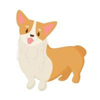 Corgi standing isolated vector illustration. Funny little dog, cute face and short tail. Friendly character in flat style.