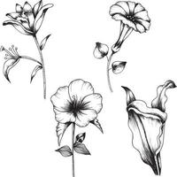 Botanical line art vector