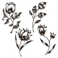 Botanical line art vector