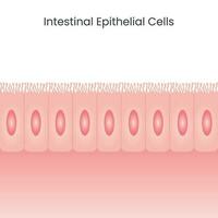 células epiteliales intestinales vector