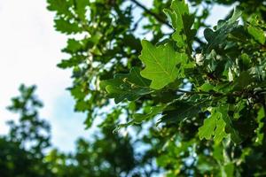 Branch of PEDUNCULATE OAK with acorns in summer. The Latin name for this tree is QUERCUS ROBUR L. photo