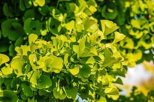 Fresh bright green leaves of ginkgo biloba. Natural foliage texture background. Branches of a ginkgo tree in the botanical garden in Nitra in Slovakia. photo