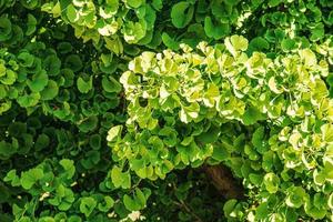 Fresh bright green leaves of ginkgo biloba. Natural foliage texture background. Branches of a ginkgo tree in the botanical garden in Nitra in Slovakia. photo