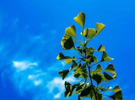 Fresh bright green leaves of ginkgo biloba. Natural foliage texture background. Branches of a ginkgo tree in the botanical garden in Nitra in Slovakia. photo