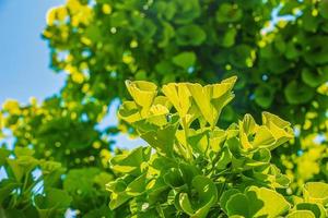 Fresh bright green leaves of ginkgo biloba. Natural foliage texture background. Branches of a ginkgo tree in the botanical garden in Nitra in Slovakia. photo