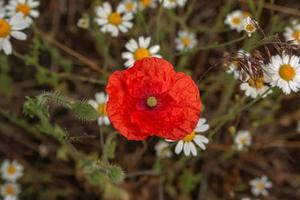 amapola en flor papaver rhoeas l. También llamada amapola o rosa de maíz, es una especie de planta del género papaver de la familia de las amapolas papaveraceae. foto