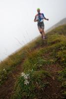 oltre il colle, lombardía, italia 2018 - flores edelweiss en el camino hacia el paso de una competencia extrema de cosra en las montañas foto