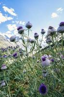 Wild thistle flower in the mountains photo