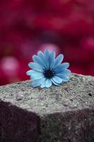 flor azul romántica en el jardín en primavera foto