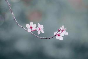 beautiful cherry blossom in spring season photo