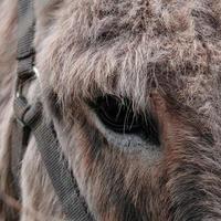 donkey portrait in the meadow, animal themes photo