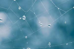 drops on the spider web in rainy days photo