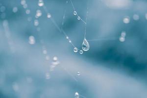 drops on the spider web in rainy days photo