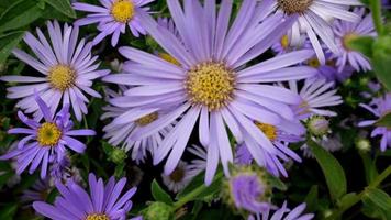 aster, purple flowers in full bloom video