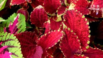 plantas de follaje colorido, hojas decorativas como flores video