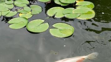 folhas de nenúfar, peixe koi branco nadando na lagoa video