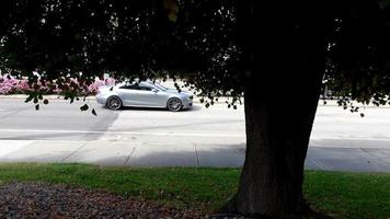 circulation urbaine derrière un grand arbre video