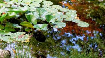 estanque de nenúfares con hierba y hojas de arce video