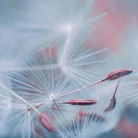 beautiful dandelion flower seed in spring season photo