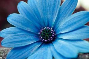 flor azul romántica en el jardín en primavera foto