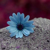 flor azul romántica en el jardín en primavera foto