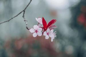 beautiful cherry blossom in spring season