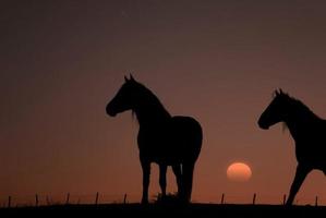 silueta de caballo con un hermoso fondo de puesta de sol foto