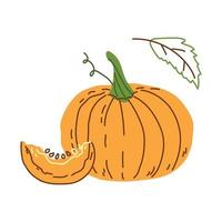 calabaza naranja madura entera y rebanada vector