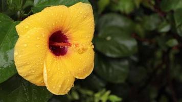 fleur jaune avec des gouttes de pluie video