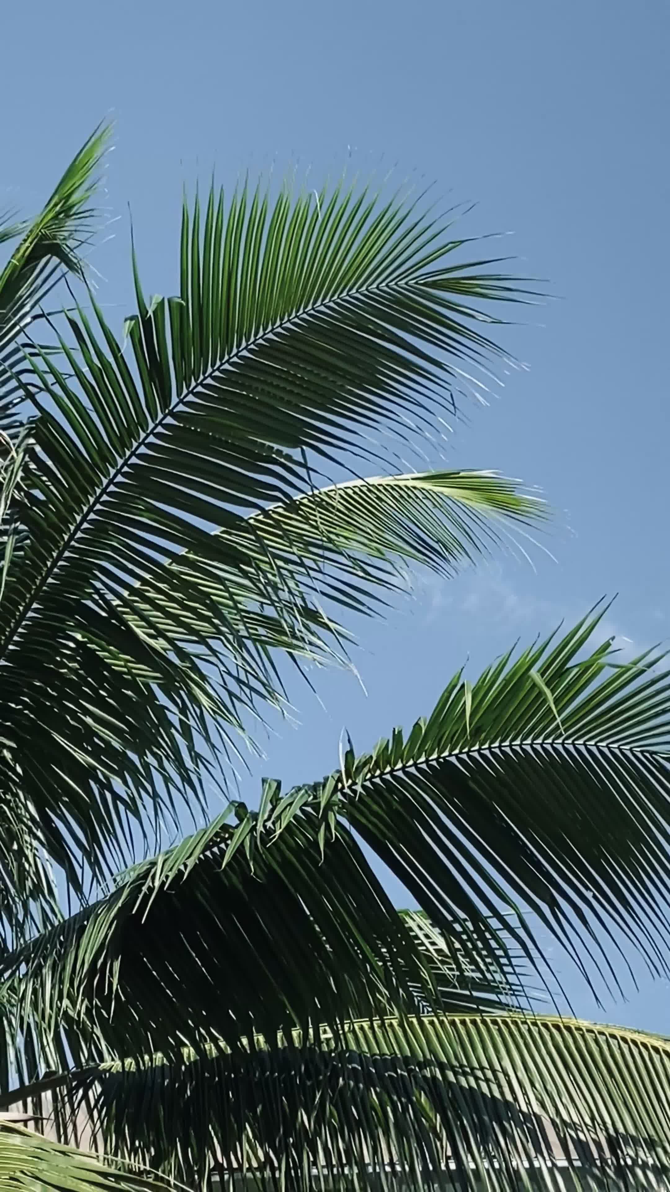 Slow motion of tree coconut 10806530 Stock Video at Vecteezy