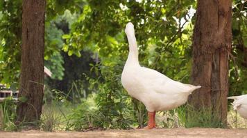 white goose, goose slow motion video