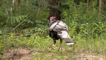 Bird turkey, slow motion animal video