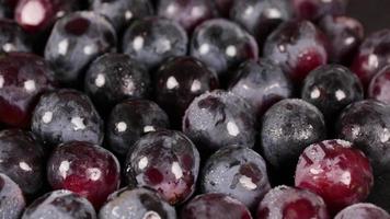 Fresh black grapes rotation background. Grapes close up, grapefruit black video