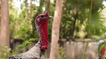 pájaro pavo, cámara lenta video