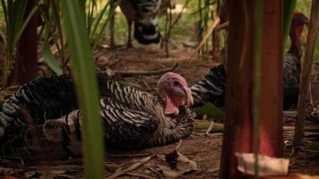 Bird turkey, slow motion video