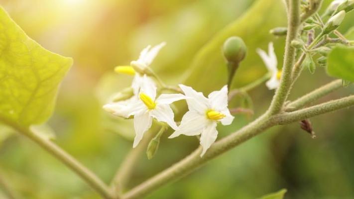 花園影片