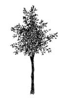 Hand-drawn vector ink drawing in engraving style. The black silhouette of a deciduous tree is isolated on a white background. Element of nature, forest.