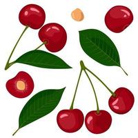 Set of vector art with cherry fruits and leaves isolated on a white background
