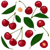 Set of illustrations with cherry fruits and leaves isolated on a white background vector