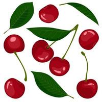 Set of cherry fruits and leaves isolated on a white background vector