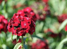 Red bouquet, Alyssum plant in a garden with green blurred background photo