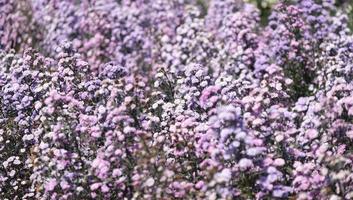 Gypsophila flowers, Purple flower field background, Soft focus, partial focus photo