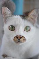 Portrait of white cat with green eyes and brown nose photo
