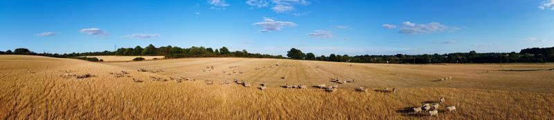 Large Group of British Lamb and Sheep at Farms, Drone's High Angle View at Bedfordshire England photo