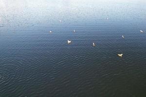 lindos pájaros acuáticos nadando, imágenes del lago willen y el parque que se encuentra en milton keynes, inglaterra. la gente disfruta en el lago en un caluroso día soleado de verano. videoclip capturado el 21-8-2022 foto
